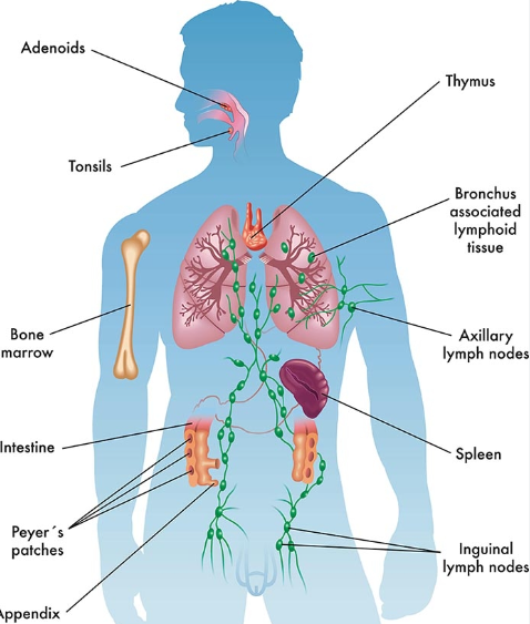 strong immune system