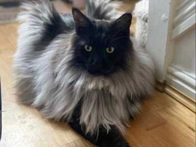 Maine coon breeders