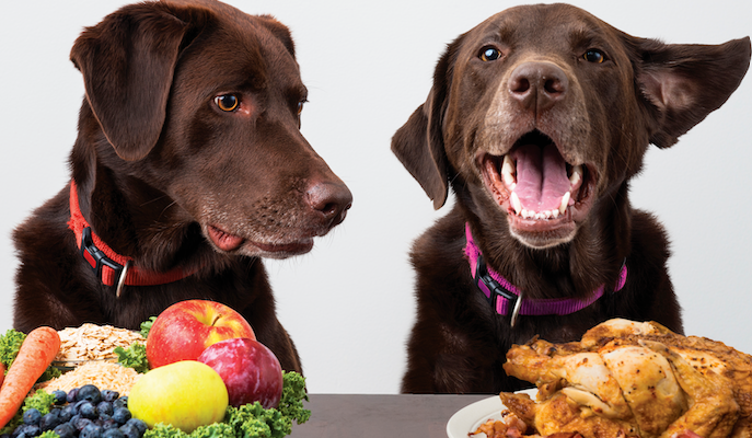 balanced diet for dogs