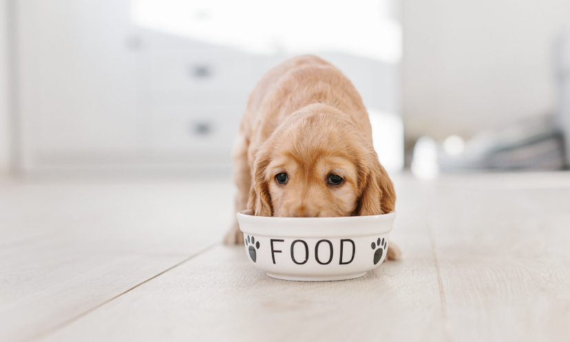 balanced diet for dogs