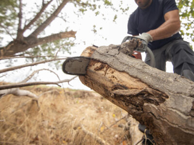 tree service