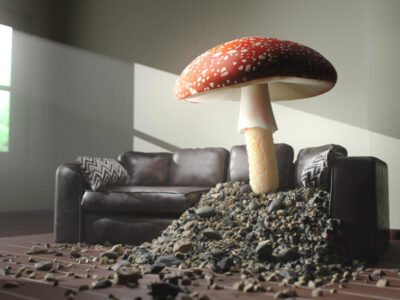 shrooms near me