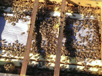 beehive requeening