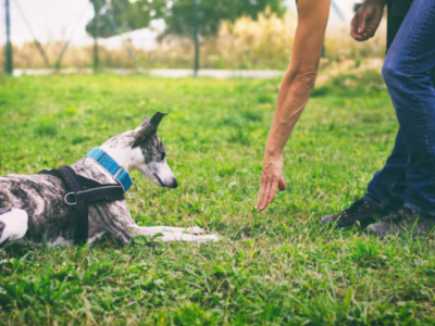 One on one dog training