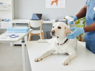 Furry Family Matters: Why Investing in Veterinary Services Is Essential for Happy and Healthy Pets