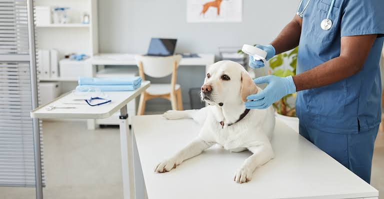 Furry Family Matters: Why Investing in Veterinary Services Is Essential for Happy and Healthy Pets