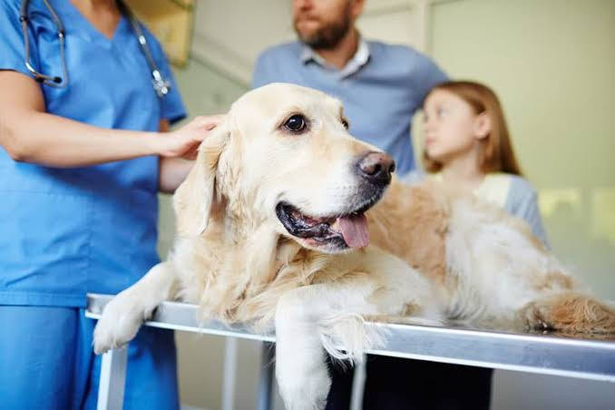 Furry Family Matters: Why Investing in Veterinary Services Is Essential for Happy and Healthy Pets