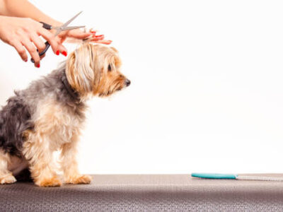 dog grooming equipment