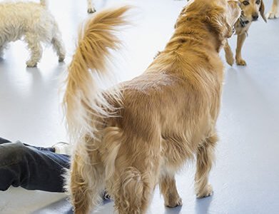 Puppy Training Classes Short Hills New Jersey