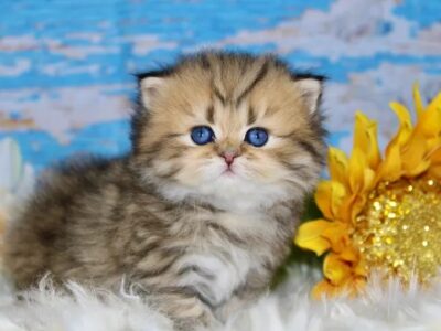 Doll face Persian kittens for sale, Persian kittens for sale