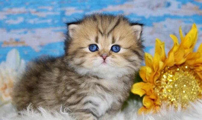 Doll face Persian kittens for sale, Persian kittens for sale