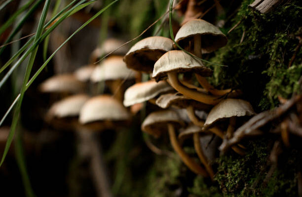 mushroom dispensary washington dc