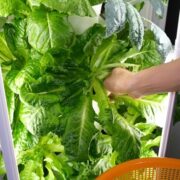 aeroponic tower garden