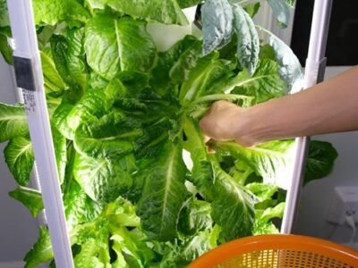 aeroponic tower garden