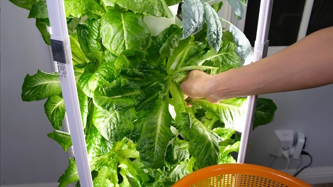 aeroponic tower garden