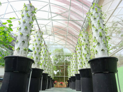 hydroponic tower garden,