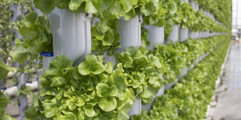 Hydroponic Growers