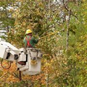 tree removal services