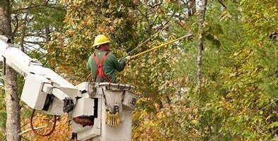tree removal services