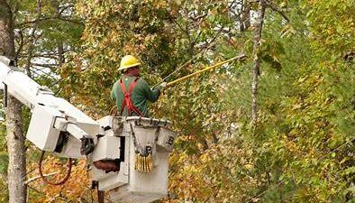 tree removal services