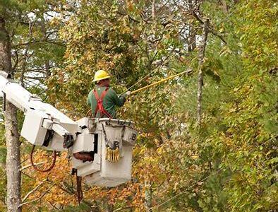 tree removal services