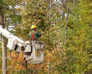 tree removal services