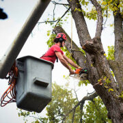 Arborist