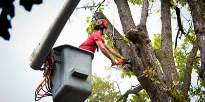 Arborist