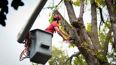 Arborist