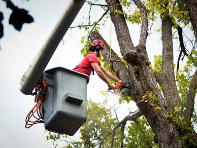 Arborist