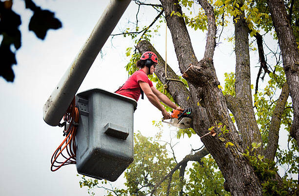 Arborist