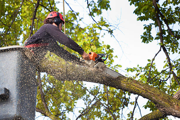Arborist