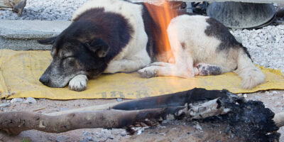 a dog is sleep of winter with bonfire,Thailand