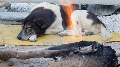 a dog is sleep of winter with bonfire,Thailand