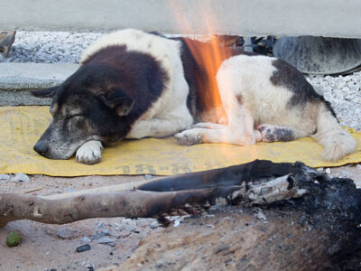 a dog is sleep of winter with bonfire,Thailand