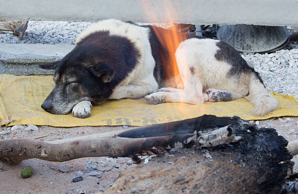 a dog is sleep of winter with bonfire,Thailand