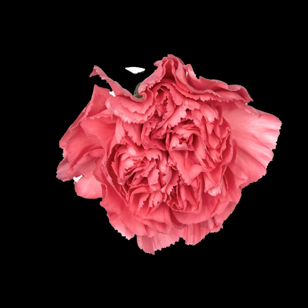 Wholesale Carnations