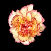 Wholesale Carnations