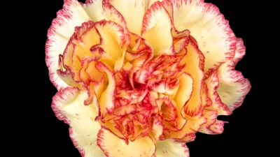 Wholesale Carnations