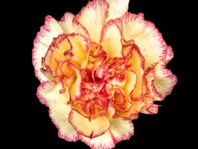 Wholesale Carnations
