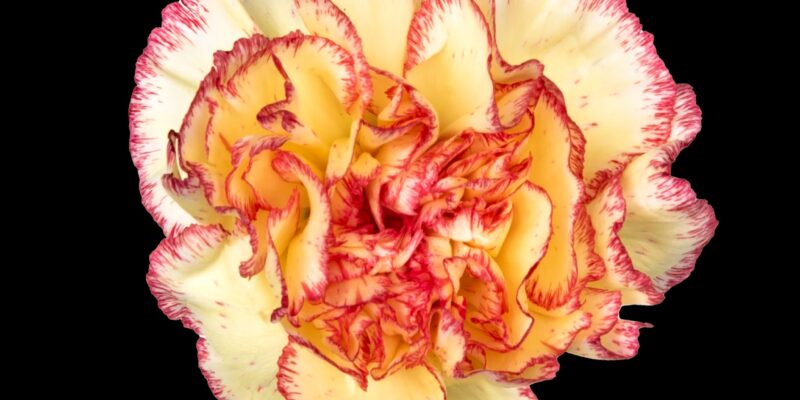 Wholesale Carnations