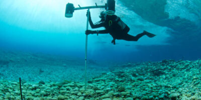 marine biologist surveys bleached coral