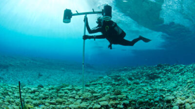 marine biologist surveys bleached coral