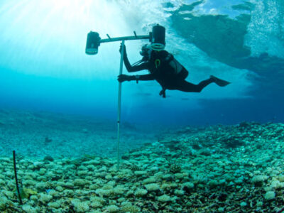 marine biologist surveys bleached coral