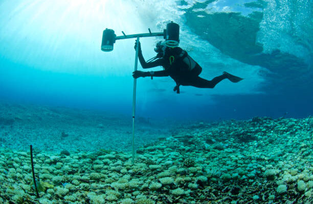 marine biologist surveys bleached coral